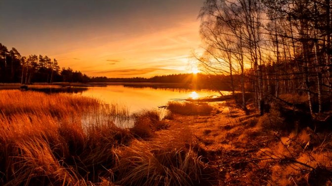 Skogsdunge intill en sjö i solnedgång och varmt ljus.